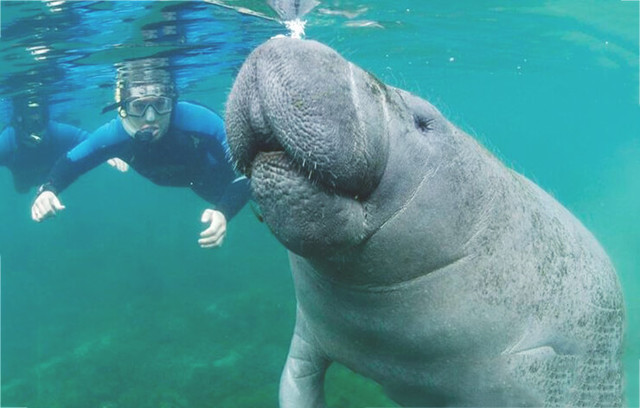 Дюгонь – фото, описание, ареал, рацион, враги, популяция