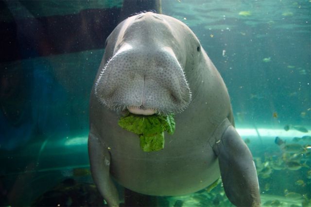 Дюгонь – фото, описание, ареал, рацион, враги, популяция