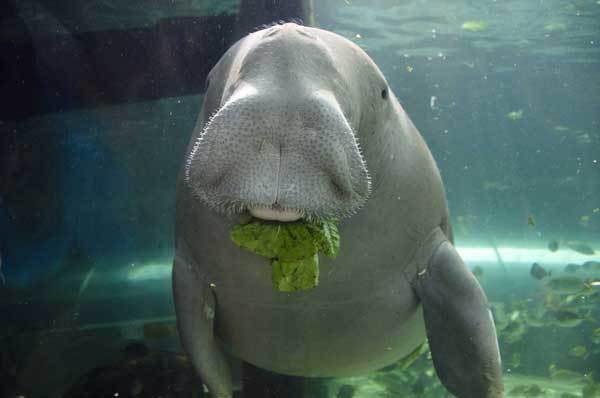 Дюгонь – фото, описание, ареал, рацион, враги, популяция