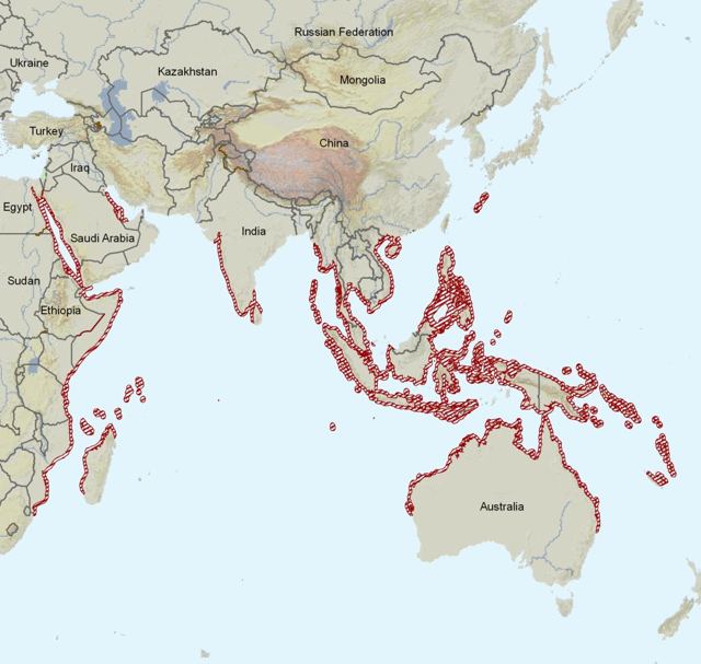 Дюгонь – фото, описание, ареал, рацион, враги, популяция