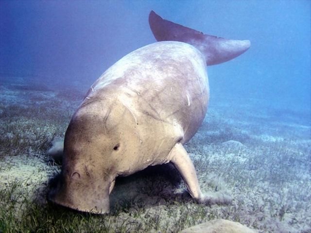 Дюгонь – фото, описание, ареал, рацион, враги, популяция
