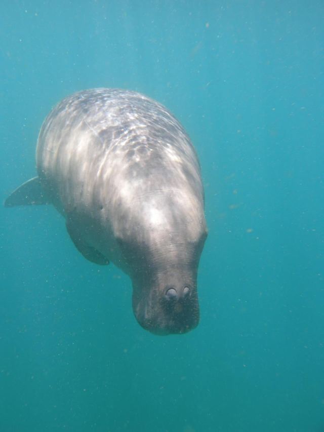 Дюгонь – фото, описание, ареал, рацион, враги, популяция