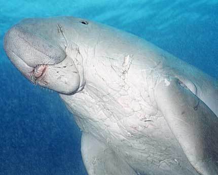 Дюгонь – фото, описание, ареал, рацион, враги, популяция