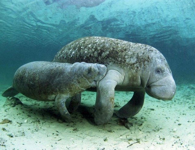 Дюгонь – фото, описание, ареал, рацион, враги, популяция