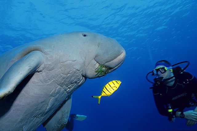 Дюгонь – фото, описание, ареал, рацион, враги, популяция