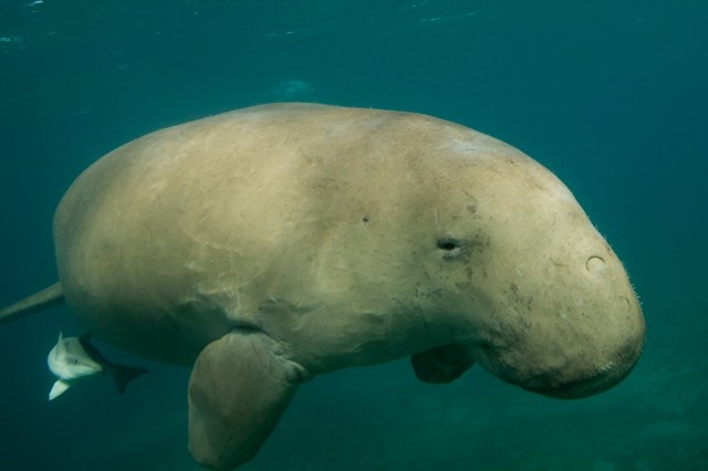Дюгонь – фото, описание, ареал, рацион, враги, популяция