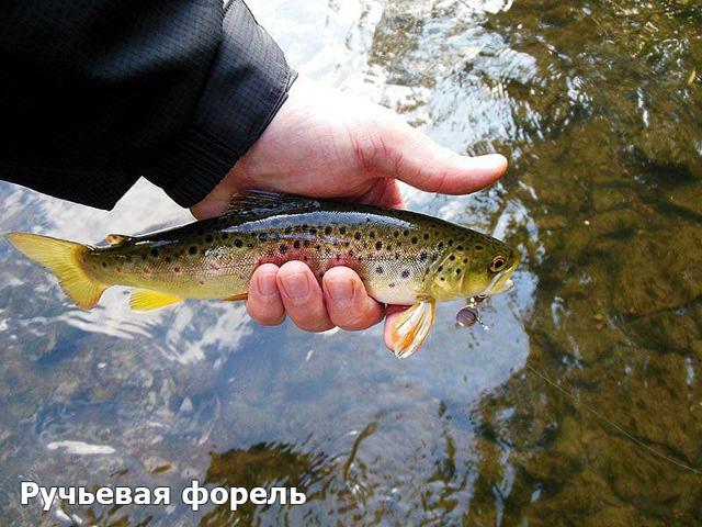 Форель – фото, описание, ареал, рацион, популяция