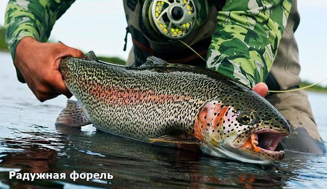 Форель – фото, описание, ареал, рацион, популяция