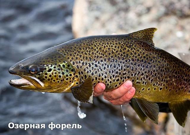 Форель – фото, описание, ареал, рацион, популяция