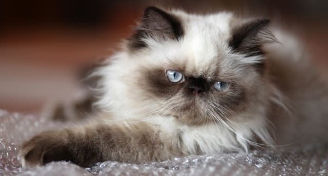 Гималайская кошка: фото, описание, характер, содержание, отзывы