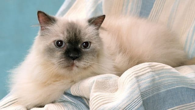 Гималайская кошка: фото, описание, характер, содержание, отзывы