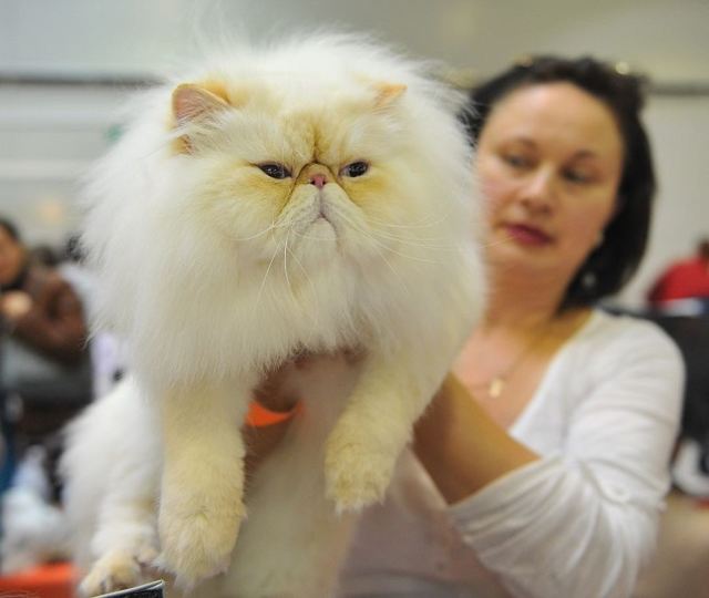 Гималайская кошка: фото, описание, характер, содержание, отзывы