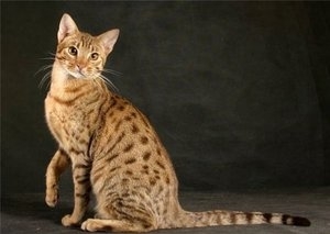Гипоаллергенные породы кошек, не вызывающие аллергию