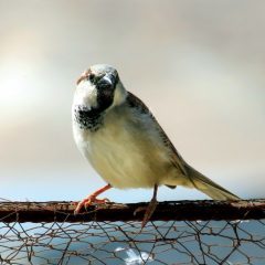 Голубая сойка – фото, описание, ареал, рацион, враги, популяция