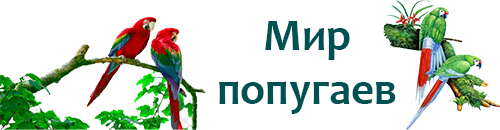 Голубой ара – фото, описание, ареал, рацион, враги, популяция