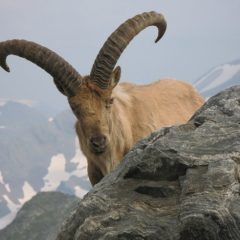 Голубой баран – фото, описание, ареал, рацион, враги, популяция