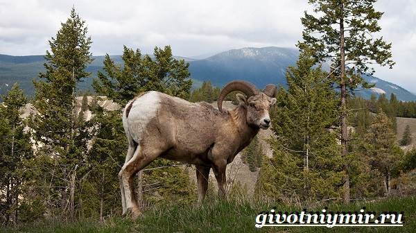 Голубой баран – фото, описание, ареал, рацион, враги, популяция