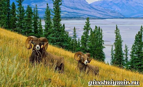 Голубой баран – фото, описание, ареал, рацион, враги, популяция