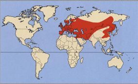 Грач – фото, описание, ареал, рацион, враги, популяция