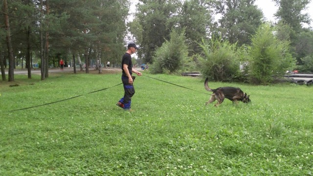 Характер у собаки – воспитание, выбор породы, советы