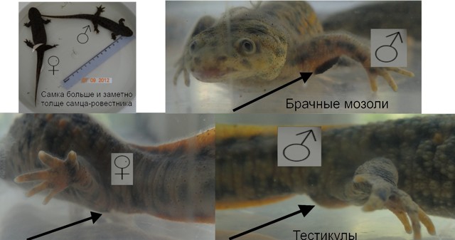 Испанский тритон — содержание, питание, размножение