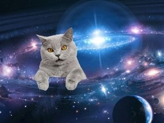 История одомашнивания кошки