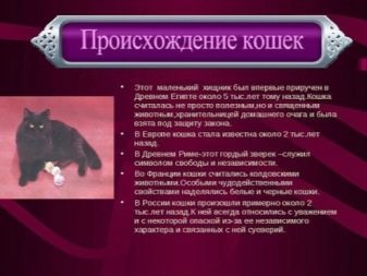 История одомашнивания кошки