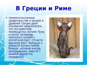 История одомашнивания кошки