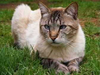 История одомашнивания кошки