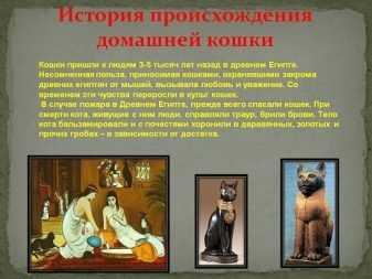 История одомашнивания кошки