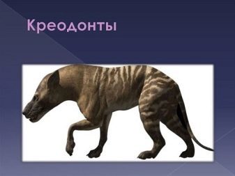 История одомашнивания кошки