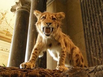 История одомашнивания кошки