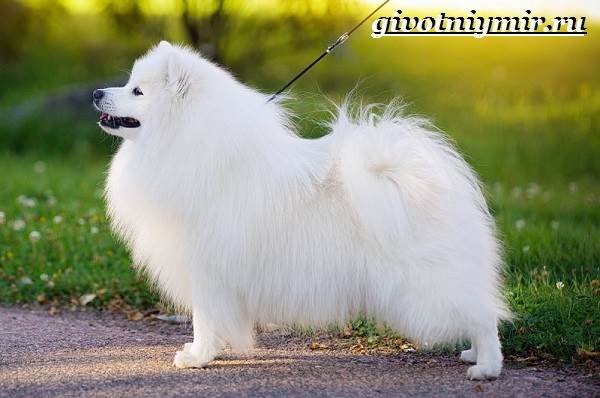 Японский-шпиц-Описание-особенности-уход-и-цена-японского-шпица-8