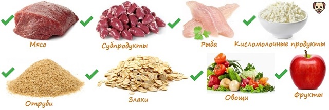Как и чем кормить щенка – советы и рекомендации