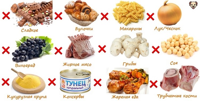 Как и чем кормить щенка – советы и рекомендации