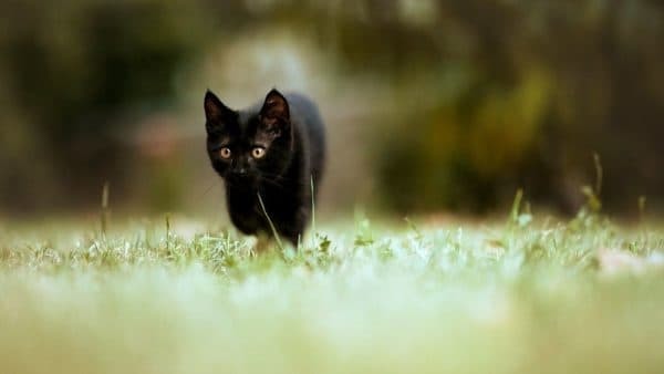 Как назвать черного котенка. Клички для котят черного цвета