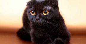 Как назвать черного котенка. Клички для котят черного цвета