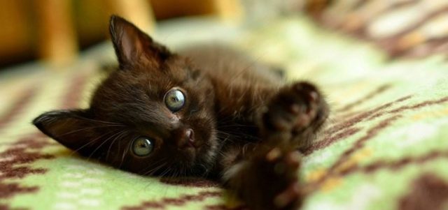 Как назвать черного котенка. Клички для котят черного цвета