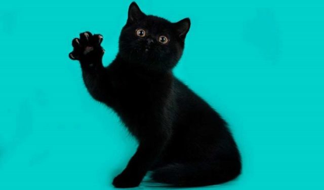 Как назвать черного котенка. Клички для котят черного цвета