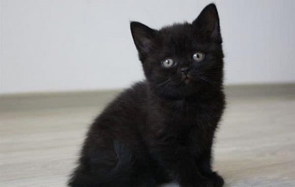 Как назвать черного котенка. Клички для котят черного цвета