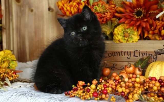 Как назвать черного котенка. Клички для котят черного цвета
