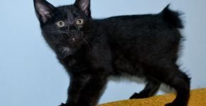 Как назвать черного котенка. Клички для котят черного цвета