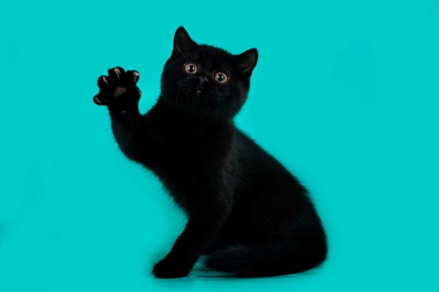 Как назвать черного котенка. Клички для котят черного цвета