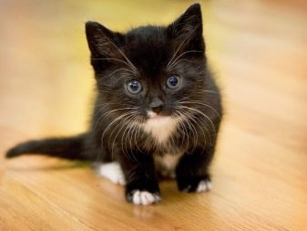 Как назвать черного котенка. Клички для котят черного цвета