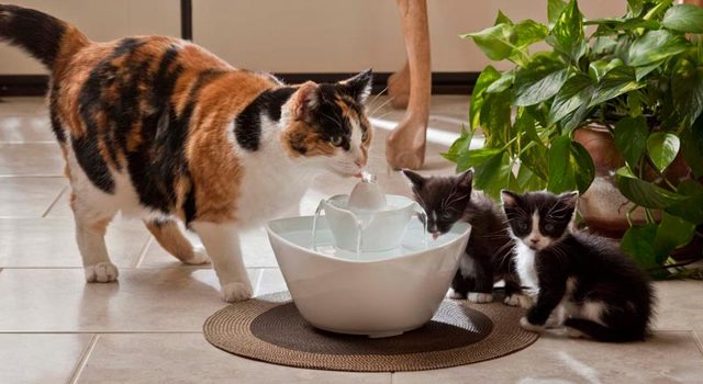Как назвать трехцветного котенка. Клички для трехцветных котят