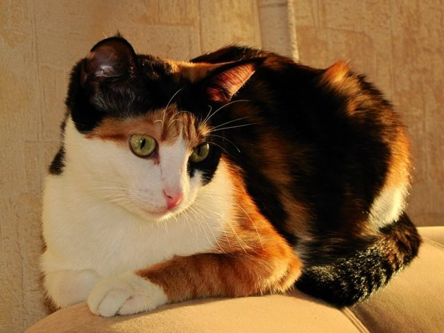 Как назвать трехцветного котенка. Клички для трехцветных котят