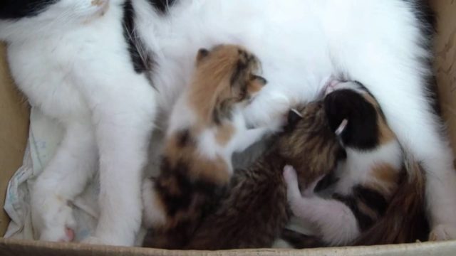 Как назвать трехцветного котенка. Клички для трехцветных котят