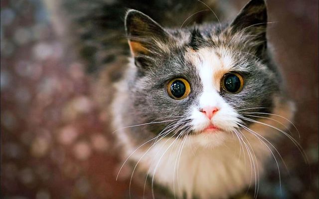 Как назвать трехцветного котенка. Клички для трехцветных котят