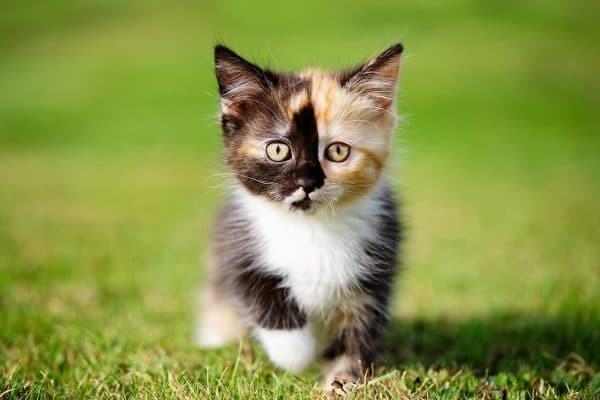 Как назвать трехцветного котенка. Клички для трехцветных котят