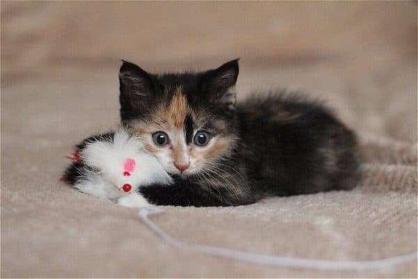 Как назвать трехцветного котенка. Клички для трехцветных котят